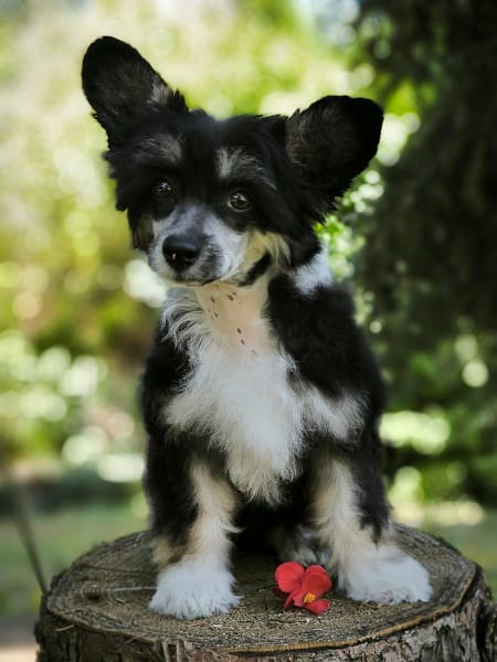 CHINESE CUTIES – щенки на продажу — фото 5