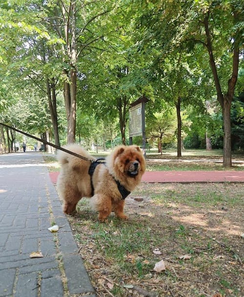 Щенки чау-чау — фото 4