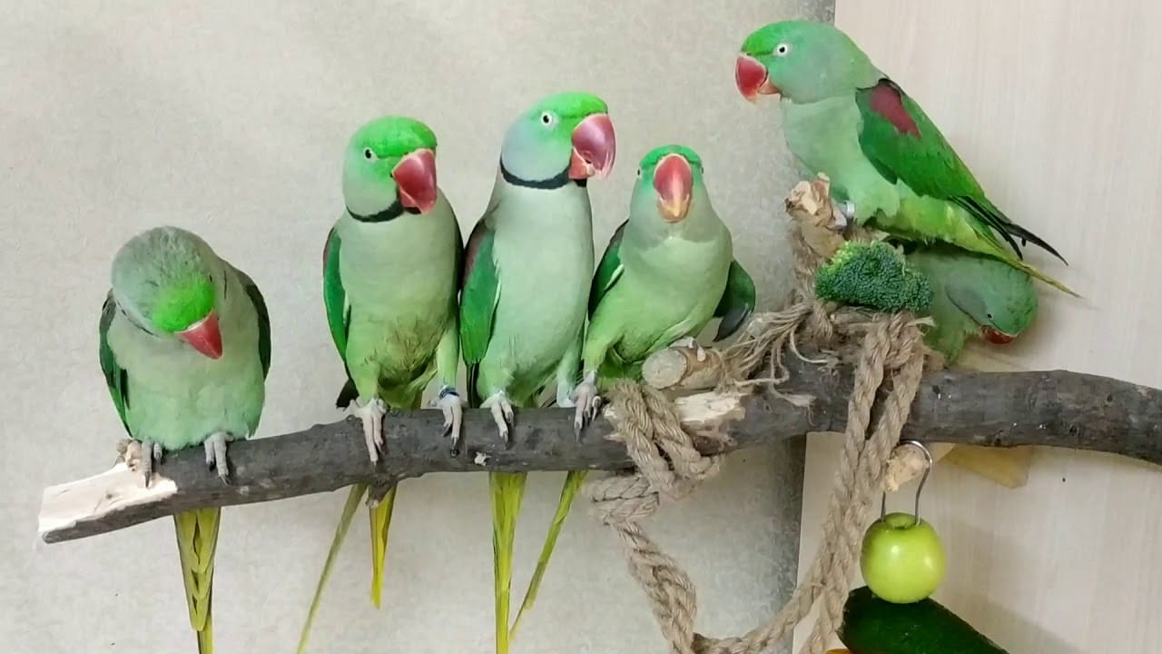 Александрийский попугай - птенцы выкормыши