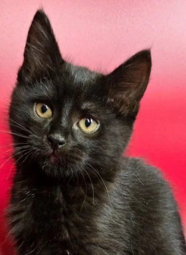 В самые добрые ручки отдам котёнка