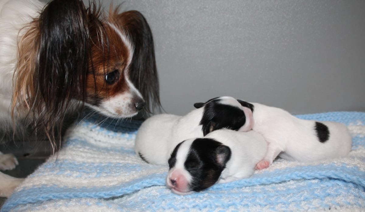 Щенки Папийона