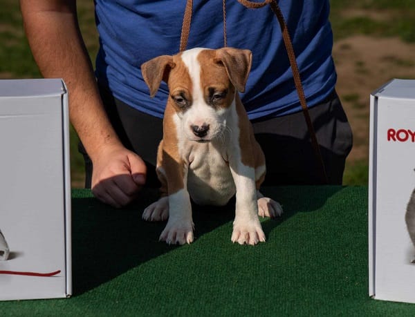 Американский стаффордширский терьер, щенки высшего качества