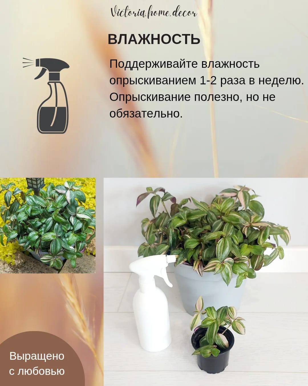 Традесканция Zebrina Discolor multicolor/ Зебрина Мультиколор тайская вариегатная — фото 11