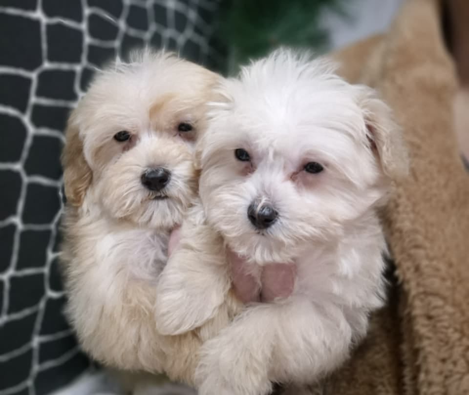 Щенки мальтипу