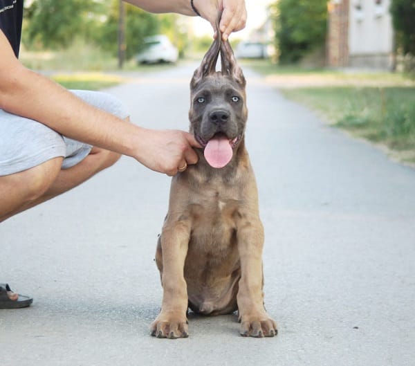 Щенки кане корсо на продажу — фото 3