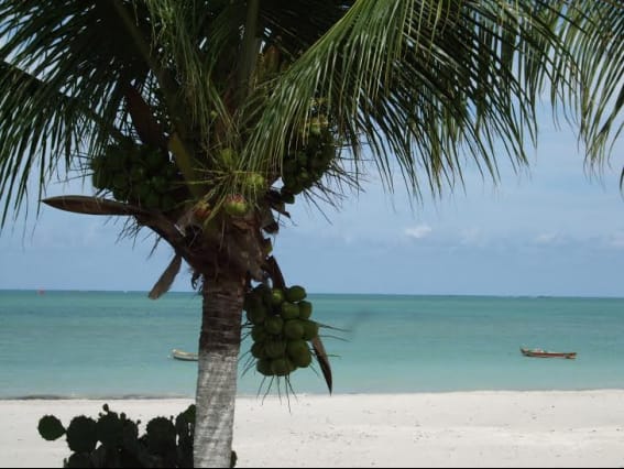 УЧАСТОК ДЛЯ ЗАСТРОЙКИ В БРАЗИЛИИ — фото 8