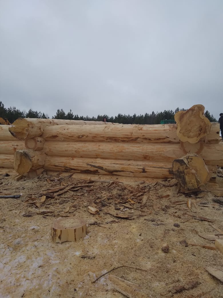 Срубы домов и бань из сосны на заказ — фото 8