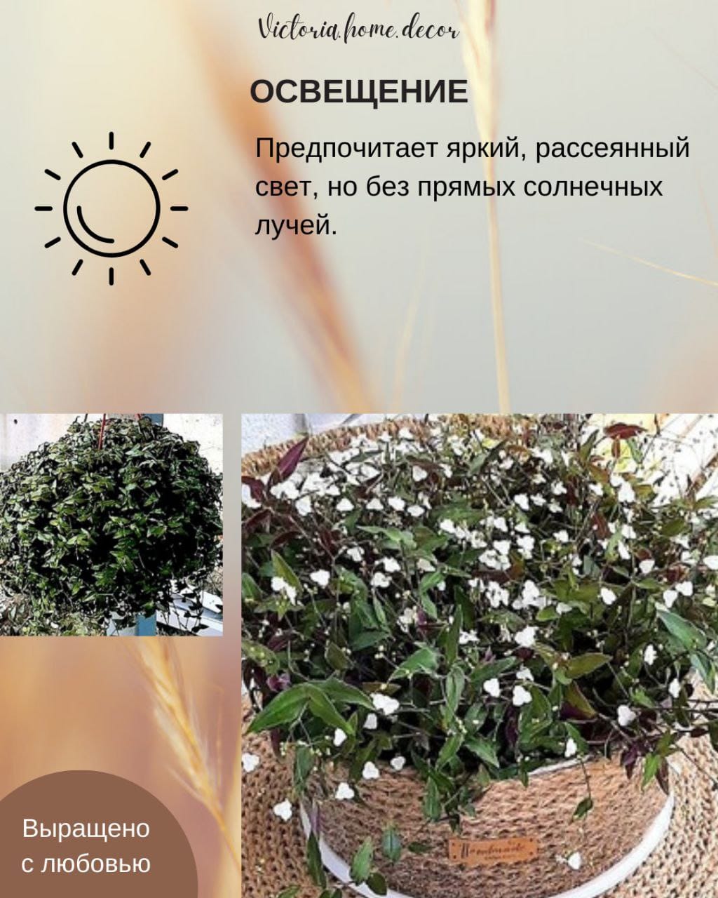 Традесканция Gibasis Bridal vail / Гибазис Фата невесты — фото 7