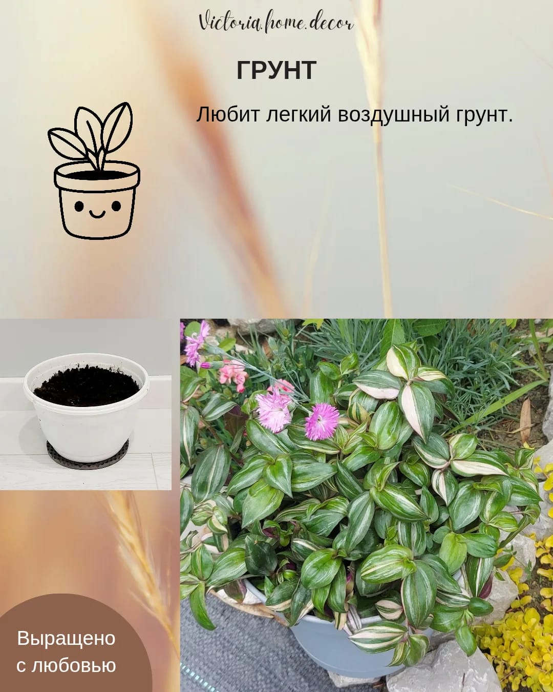 Традесканция Zebrina Discolor multicolor/ Зебрина Мультиколор тайская вариегатная — фото 8