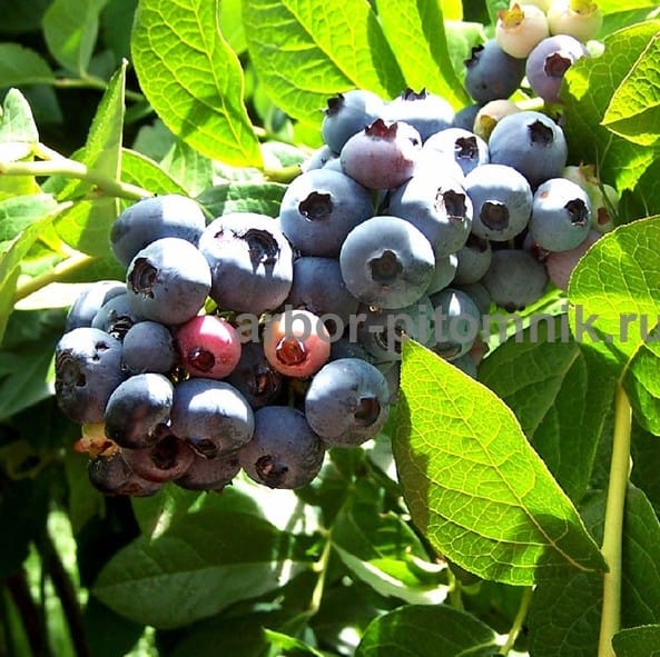 Саженцы и крупномеры голубики купить в Москве и Подмосковье с посадкой — фото 5