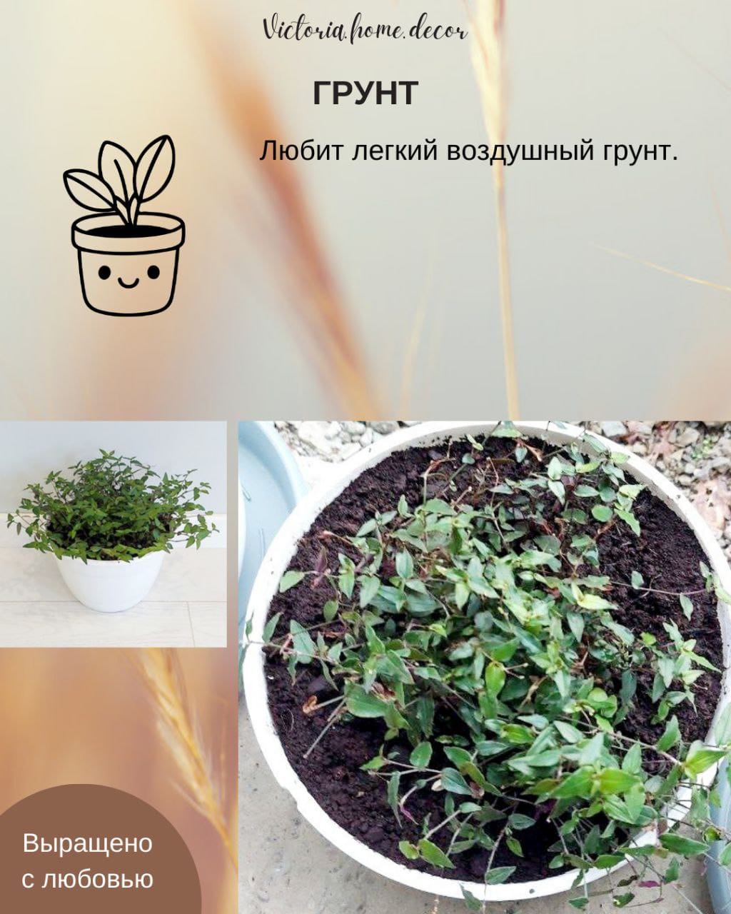 Традесканция Gibasis Bridal vail / Гибазис Фата невесты — фото 8