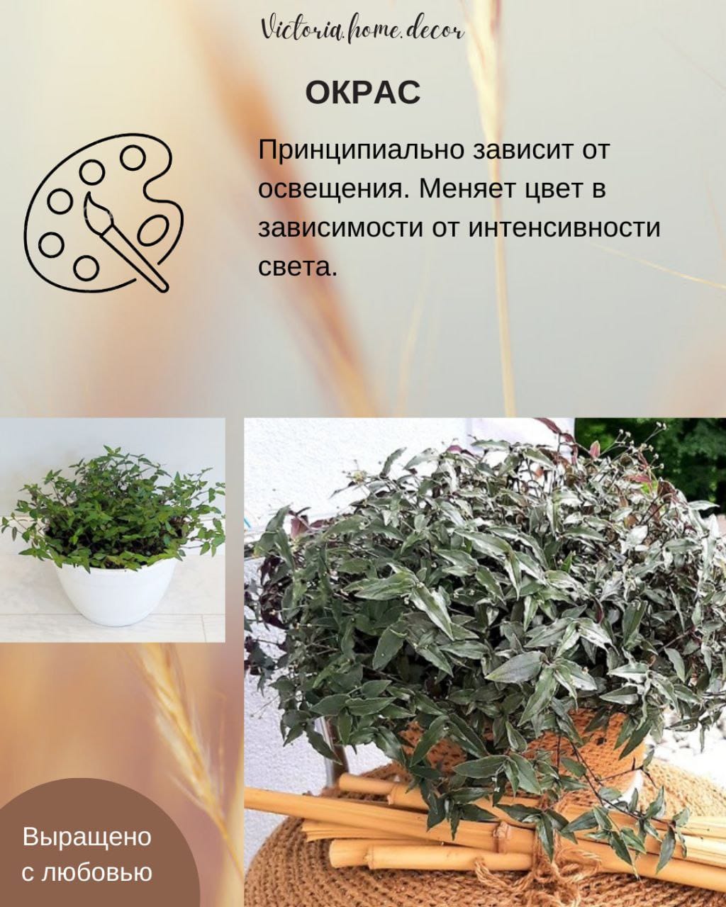 Традесканция Gibasis Bridal vail / Гибазис Фата невесты — фото 6