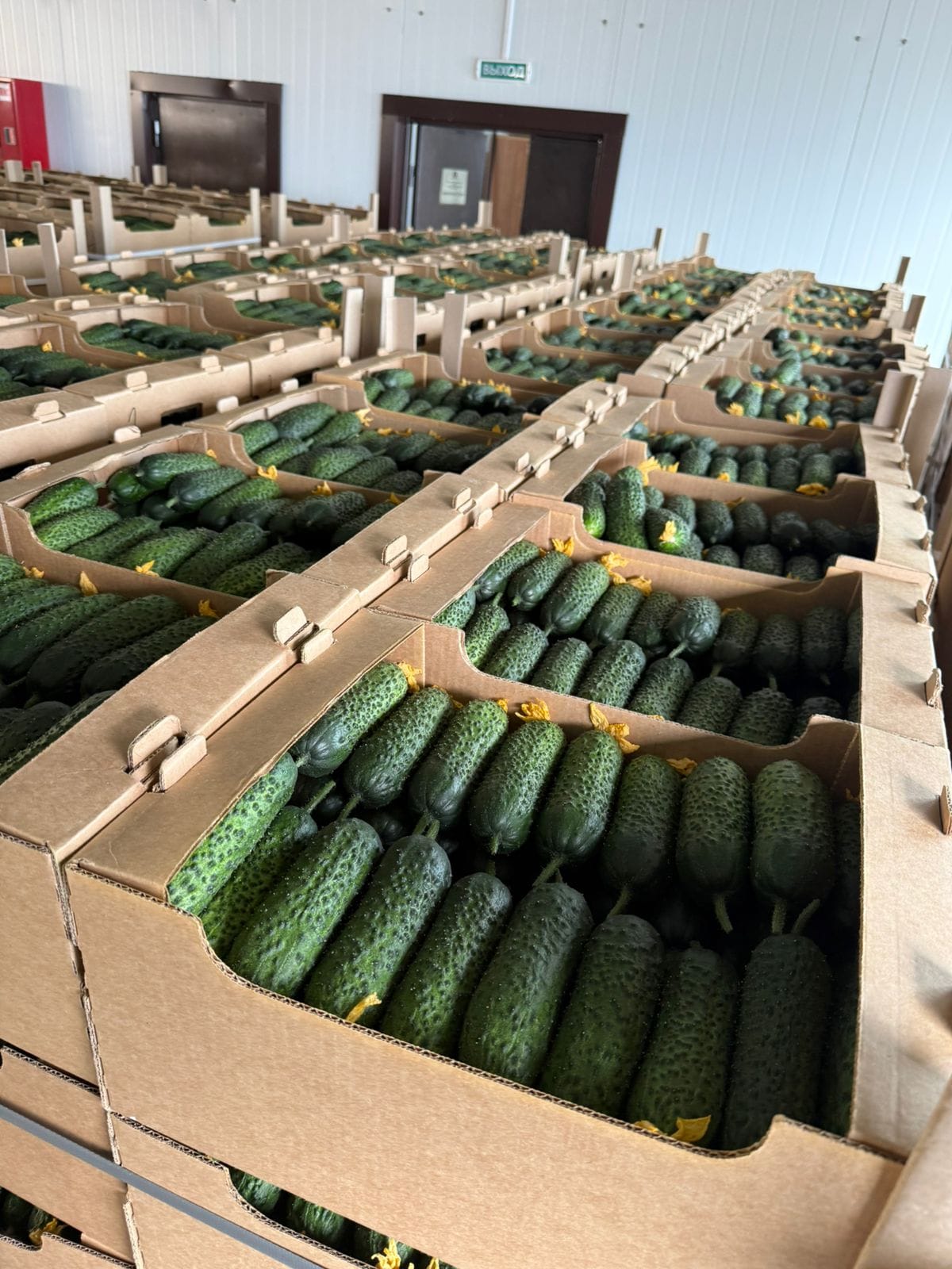 Огурец тепличный колючий короткоплодный Бъёрн — фото 4