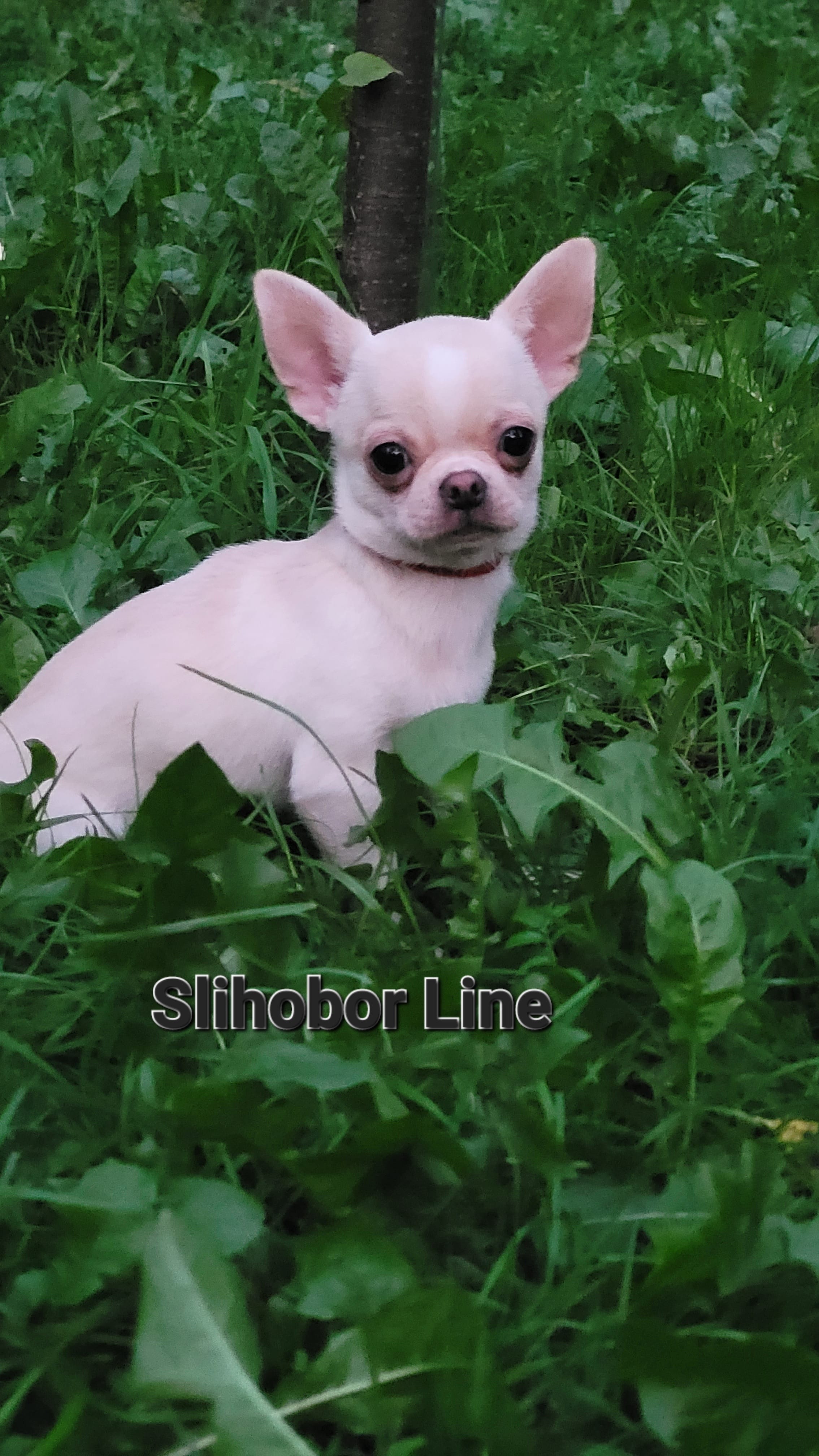 Чихуахуа щенки — фото 7