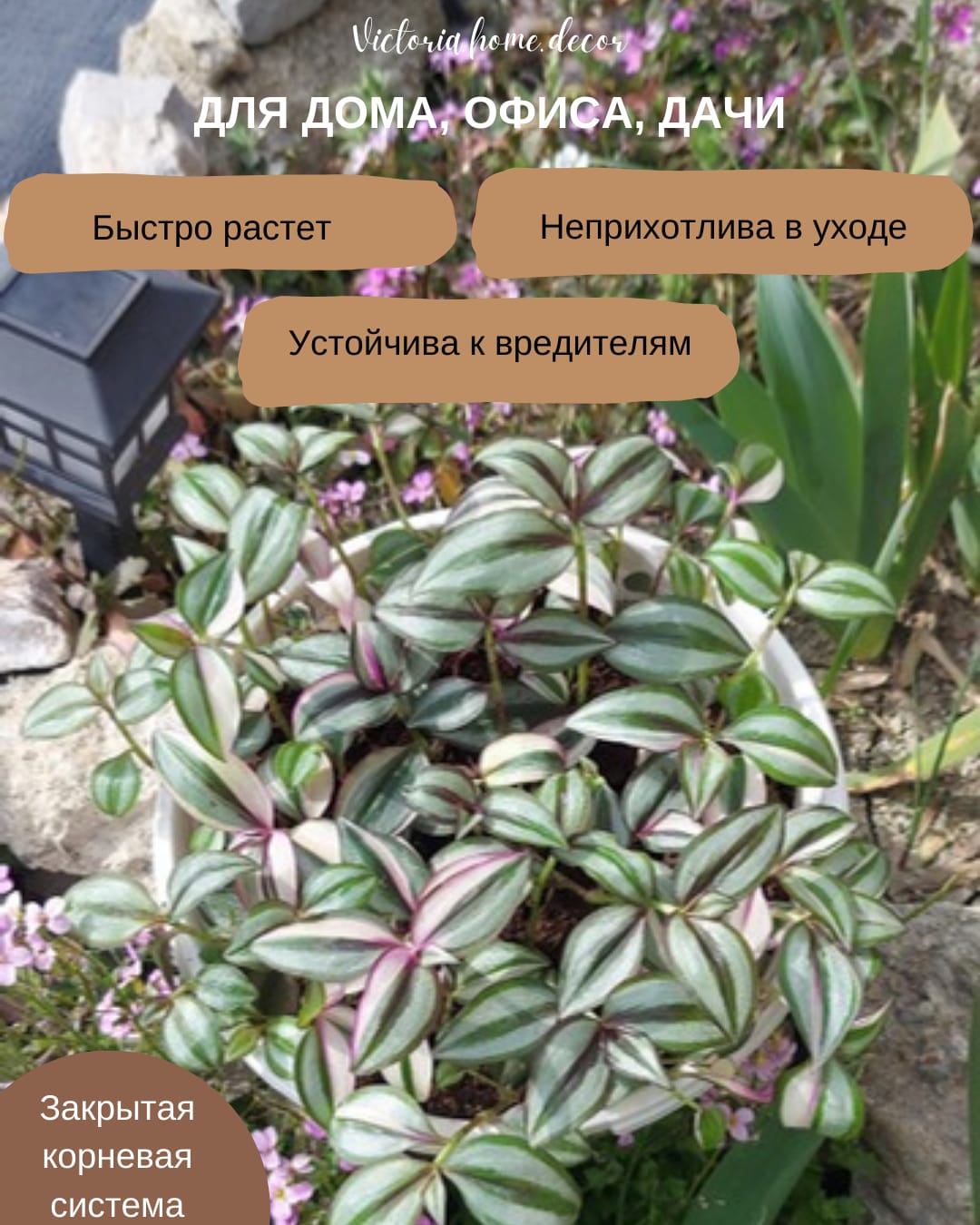 Традесканция Zebrina Qvadricolor/ Зебрина Квадриколор — фото 3
