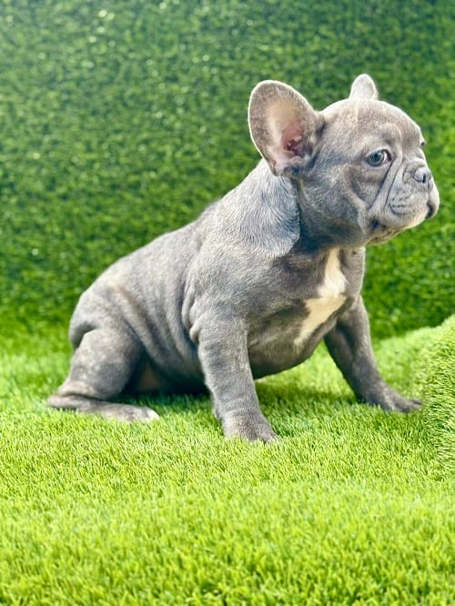 Французский бульдог — фото 4