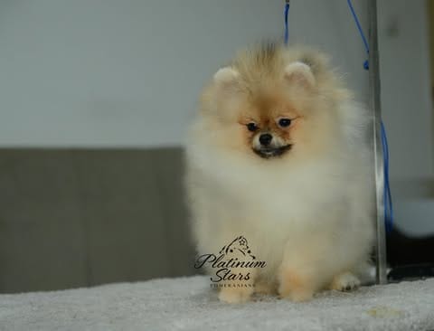 Щенки миниатюрного немецкого шпица (померанского шпица) — фото 7