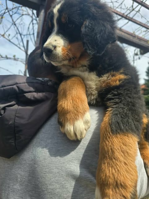 Щенки бернского зенненхунда — фото 3