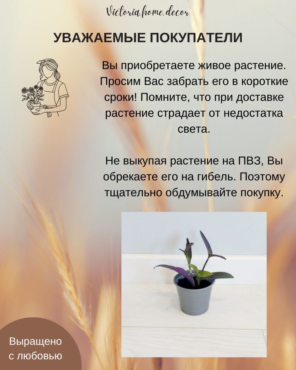 Традесканция Setcreasea-Pallida Purpurea / Сеткреазия-Паллида пурпурная — фото 13