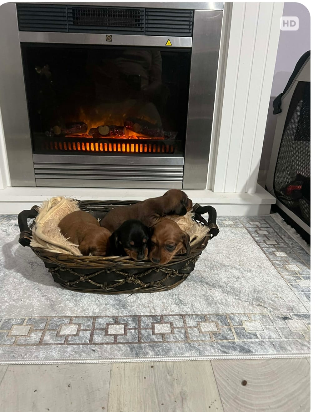 Короткошерстные таксы — фото 7