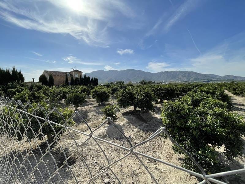 ПЛАНТАЦИЯ ЦИТРУСОВЫХ В ИСПАНИИ — фото 5