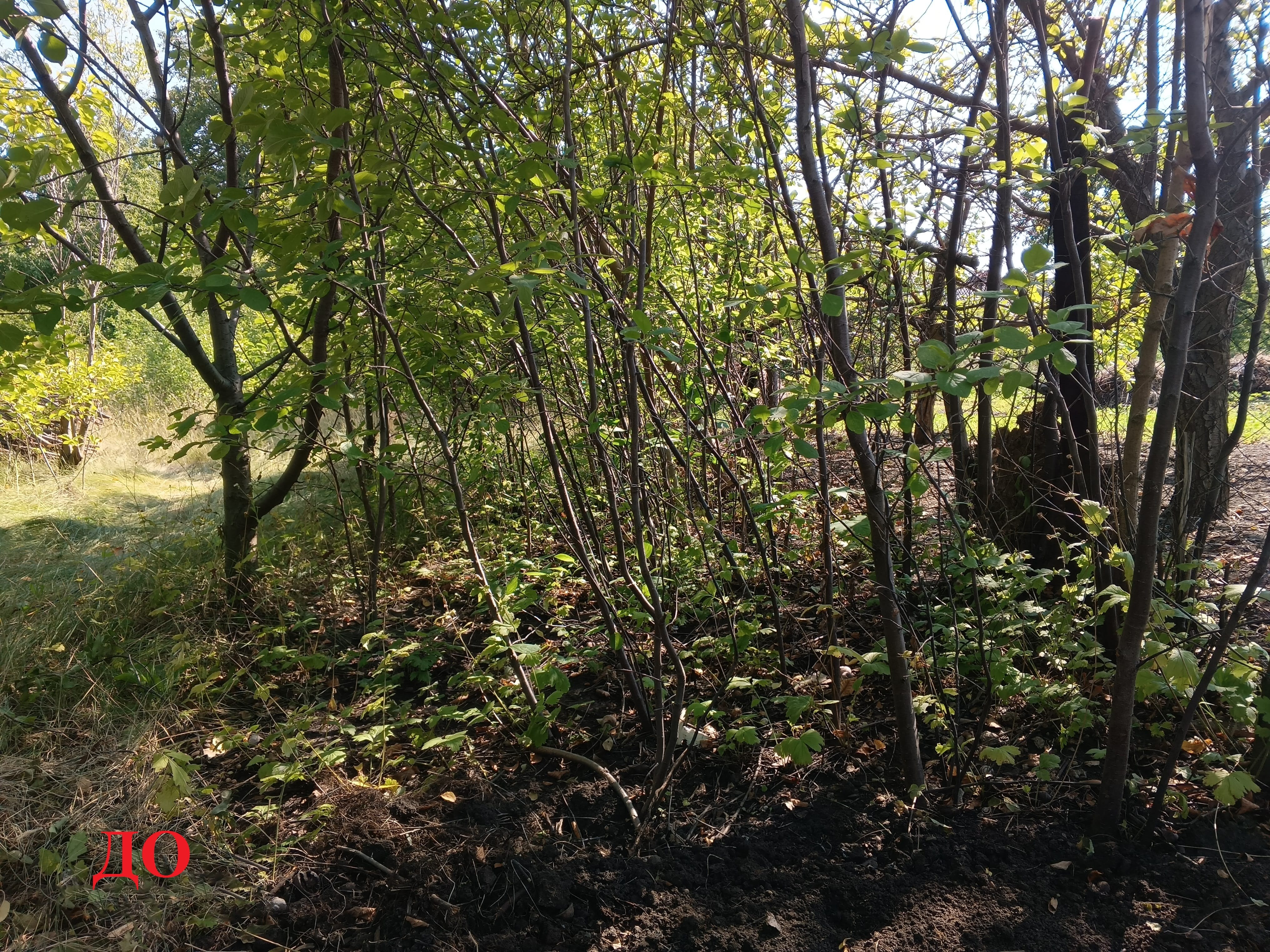 Уборка приусадебного участка, территории. — фото 3