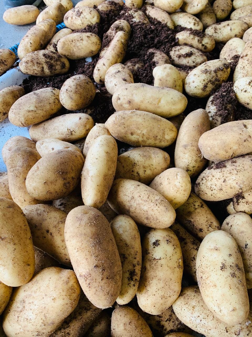 Картофель. Египет — фото 3