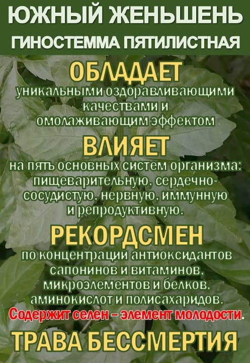Фиточай Джиаогулан. Гиностемма пятилистная. Южный женьшень. — фото 2