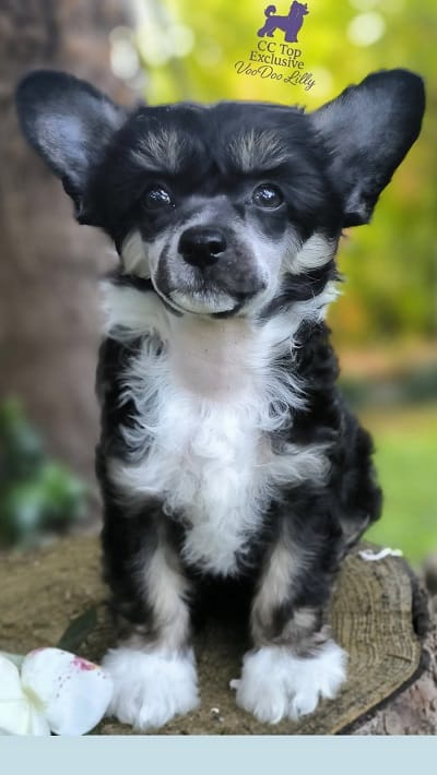 CHINESE CUTIES – щенки на продажу — фото 2