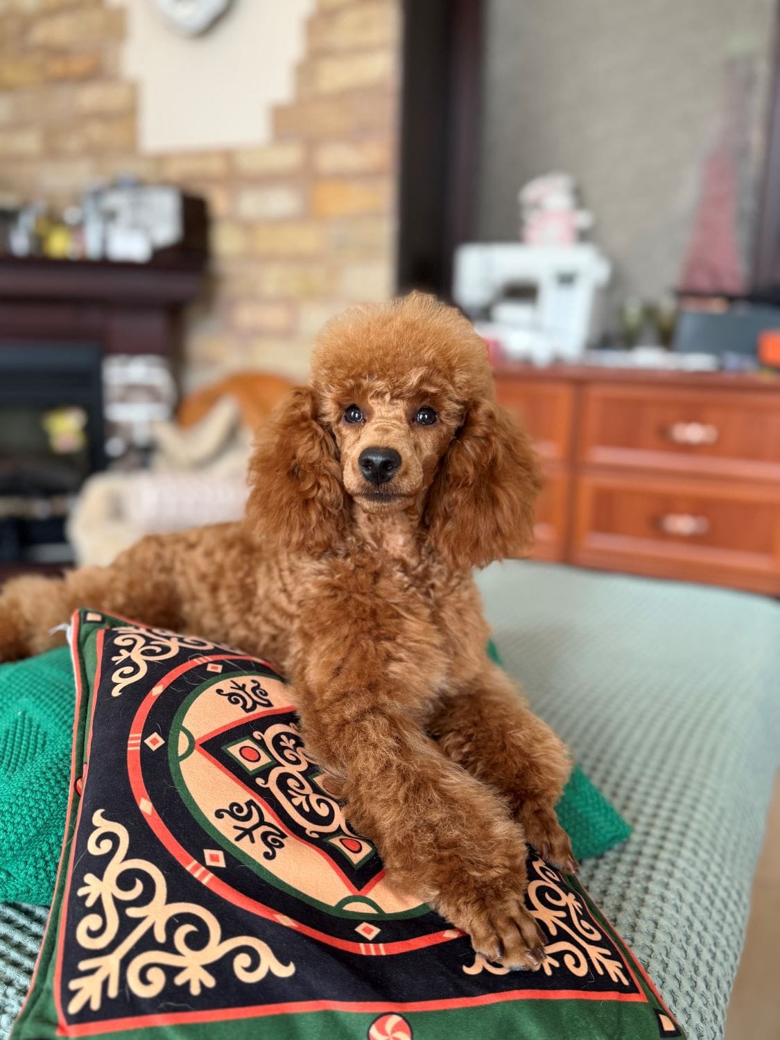 Продаётся кобель пудель. — фото 5