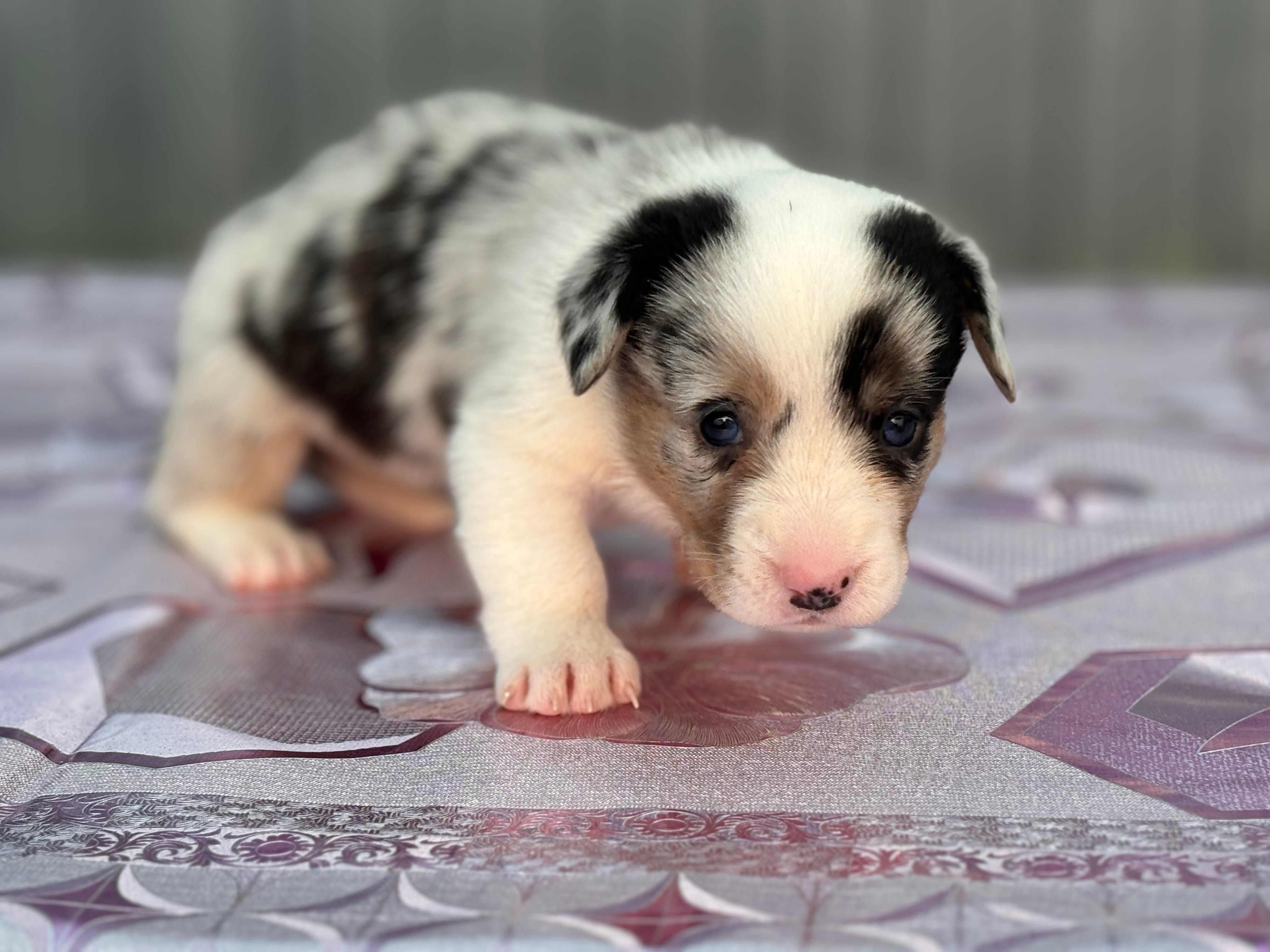 Корги мрамор и триколор — фото 2