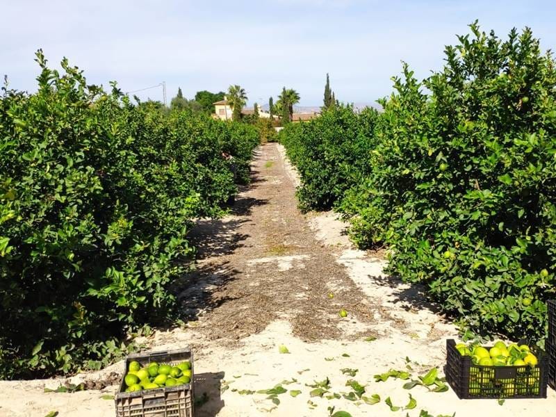 ПЛАНТАЦИЯ ЦИТРУСОВЫХ В ИСПАНИИ — фото 2