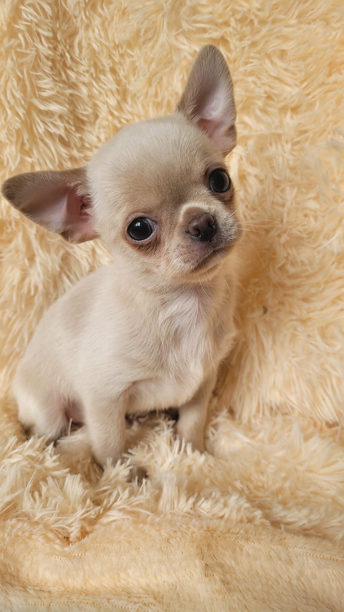 Чихуахуа щенки