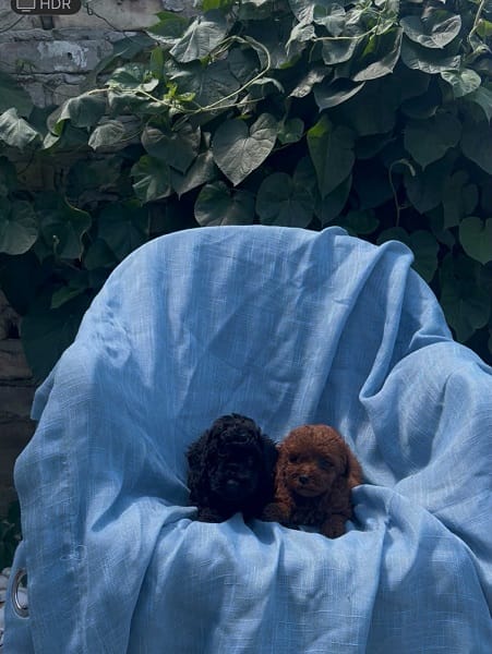 Той-пудели красного, абрикосового и чёрного окраса — фото 3