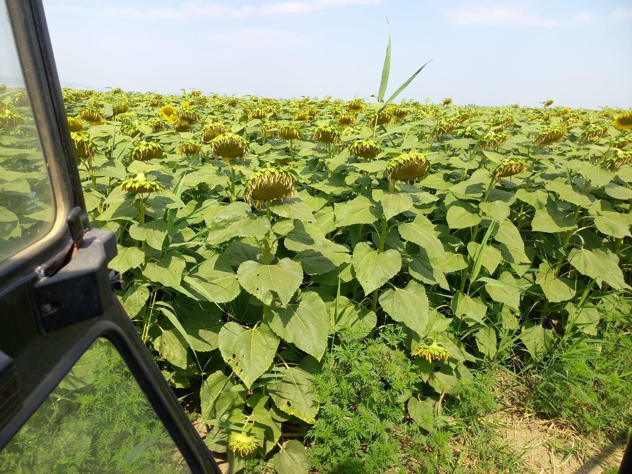 Спринт лот РАПИД (ПИОНЕР П64ЛЕ25) — фото 3