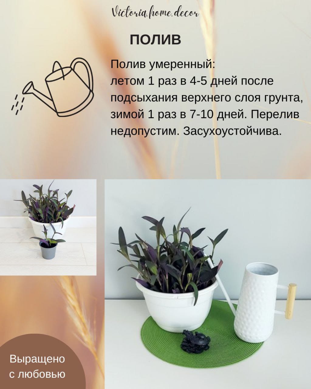 Традесканция Setcreasea-Pallida Purpurea / Сеткреазия-Паллида пурпурная — фото 9