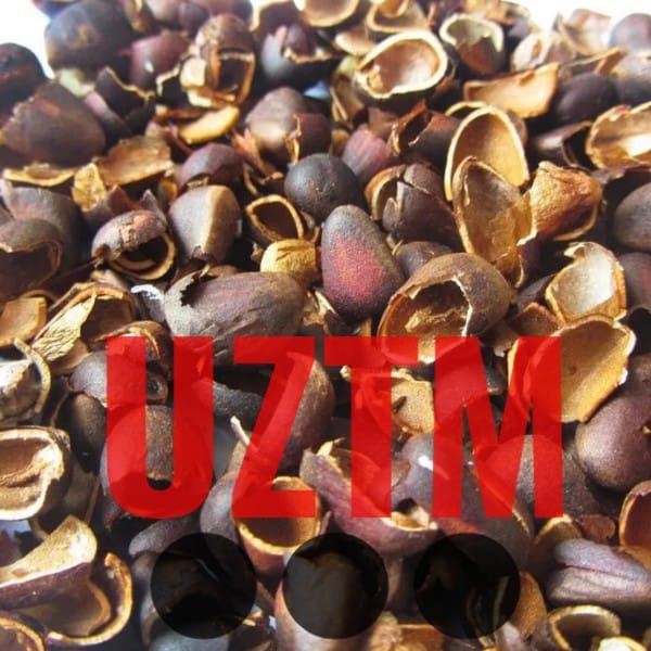 Скорлупа кедрового ореха