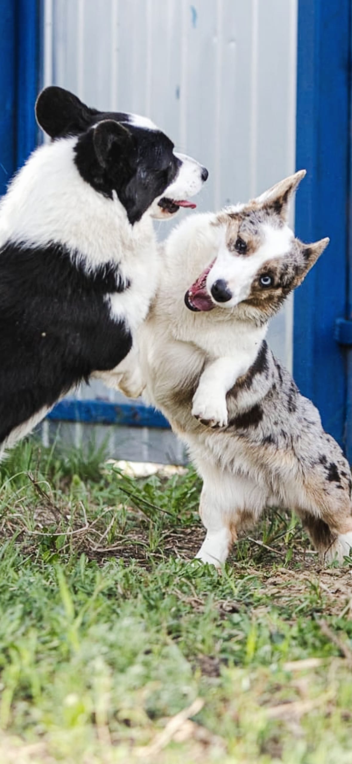 Корги . Вельш корги кардиган щенки подростки . Декабрь 2025