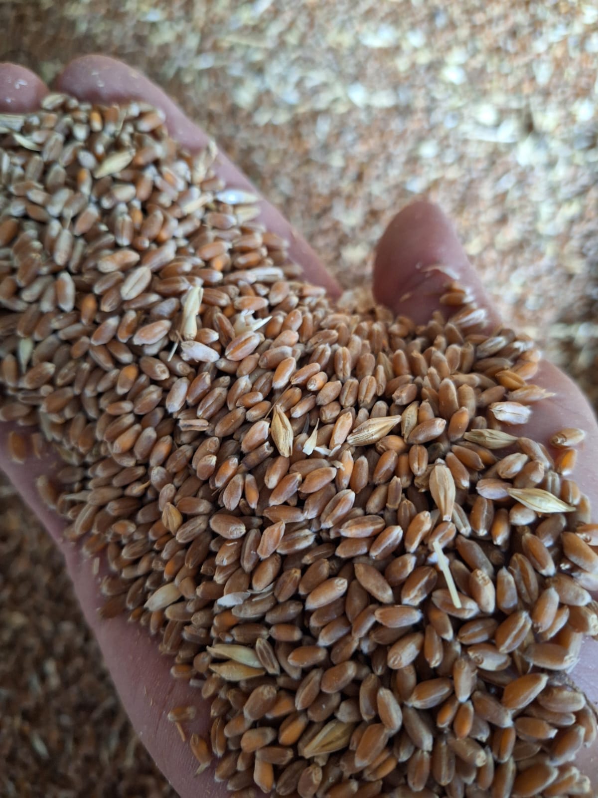 Соя, кукуруза, пшеница экспорт в Китай. — фото 3