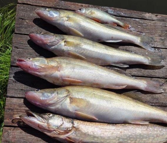 База"Золотая Дельта" Астр обл,              рыбалка и отдых — фото 7