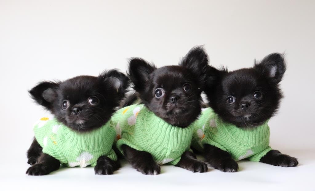 Чихуахуа щенки
