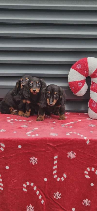 Дугодлаки язавичар — фото 6