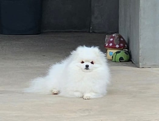 Померанский шпиц, прекрасные щенки — фото 6