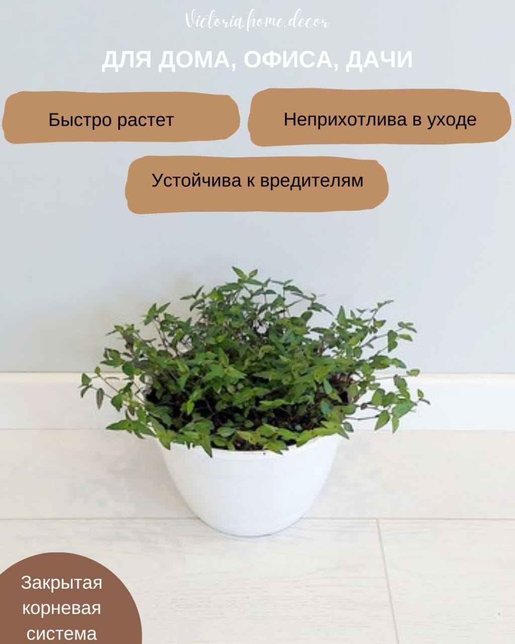 Традесканция Gibasis Bridal vail / Гибазис Фата невесты — фото 3