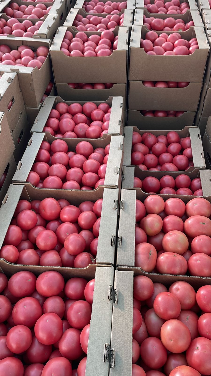 Томат розовый тепличный — фото 2