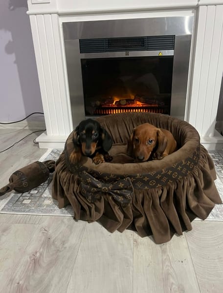 Короткошерстные таксы — фото 3