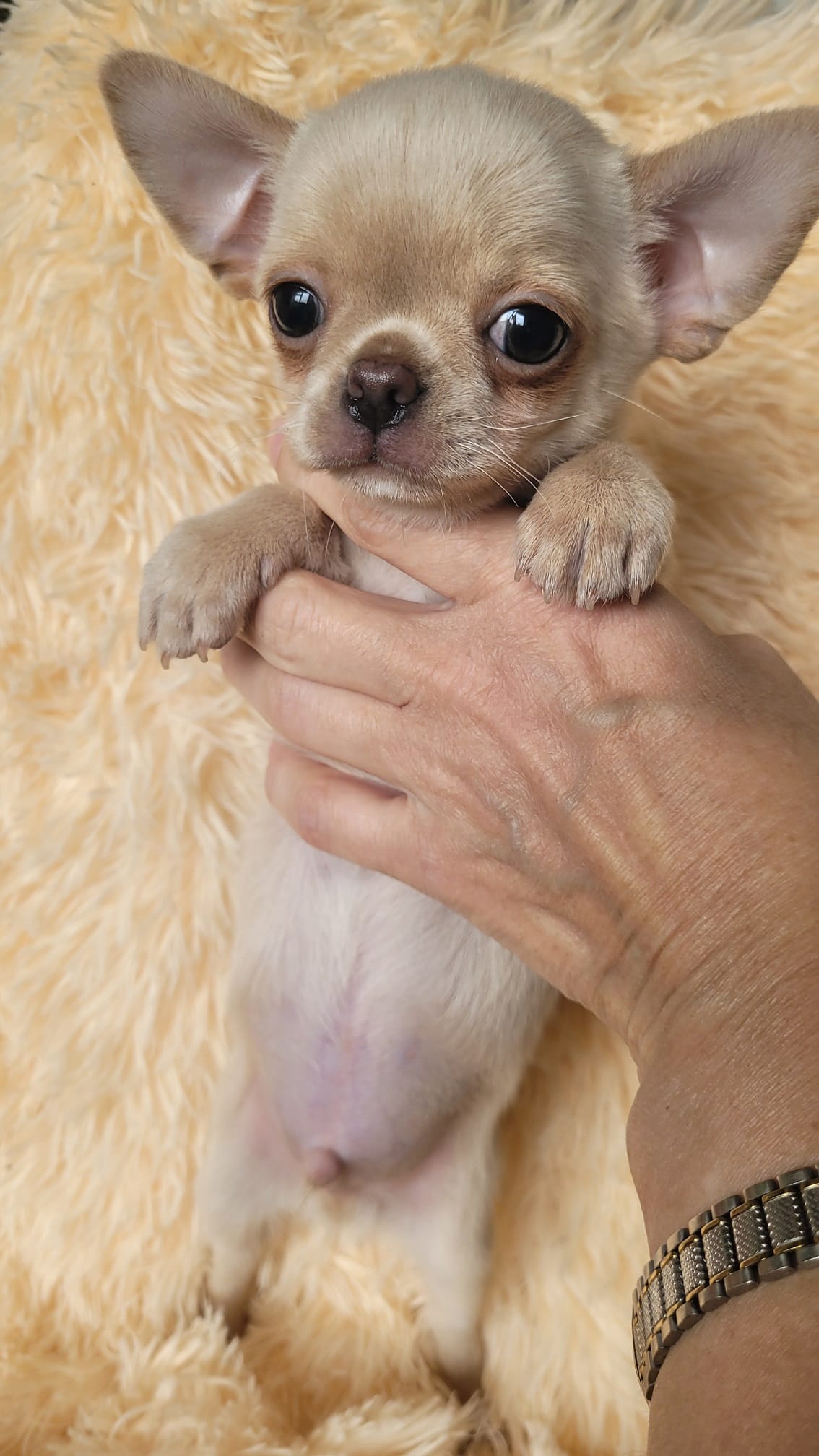 Чихуахуа щенки — фото 3