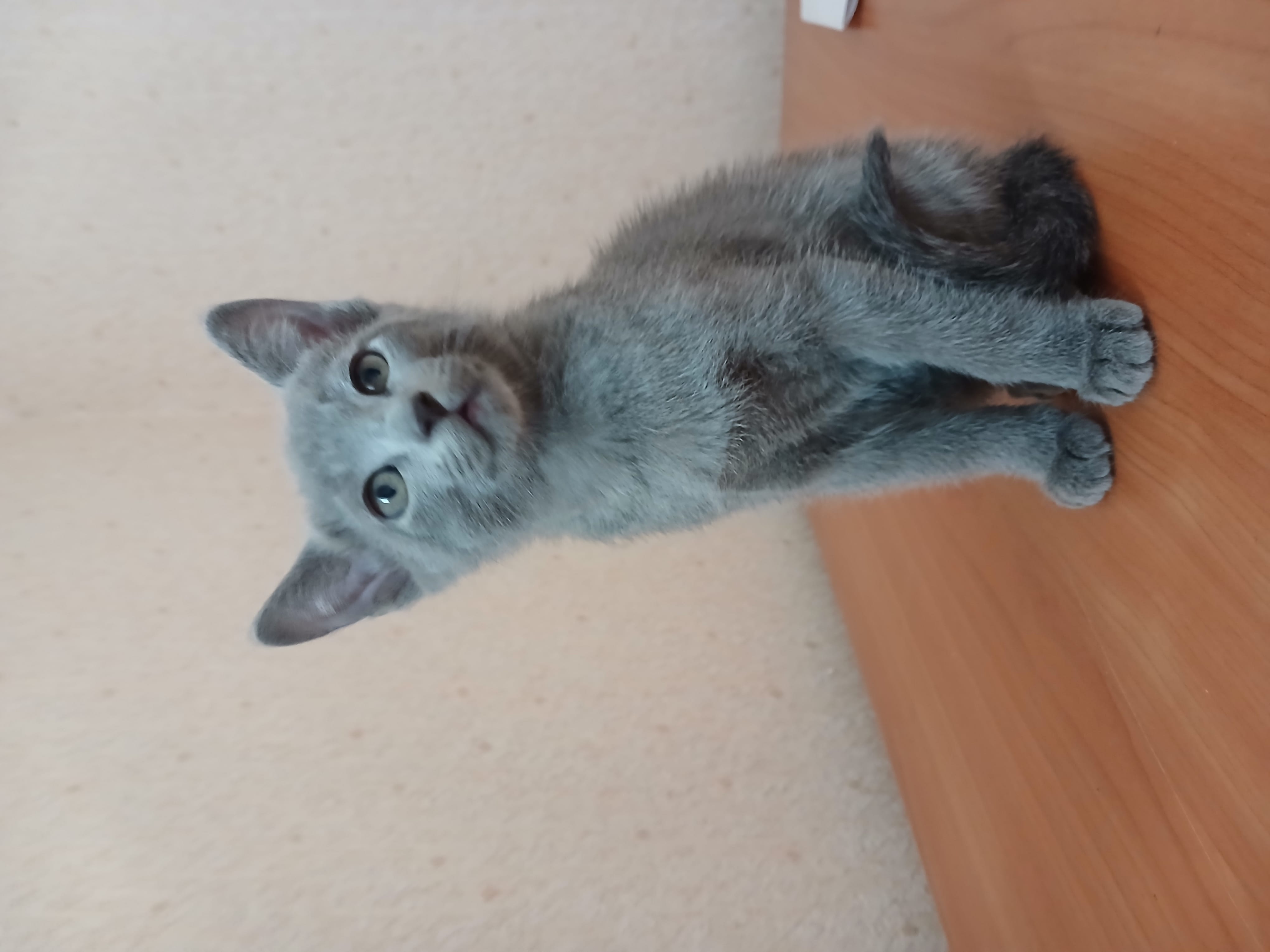 Котята русской голубой — фото 2