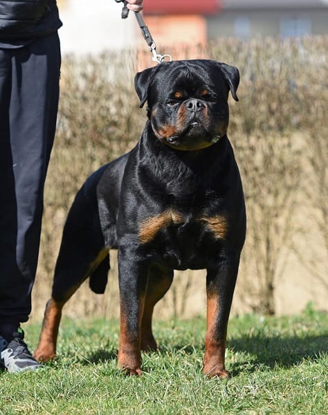 Лучший помет РОТВЕЙЛЕРА — фото 6