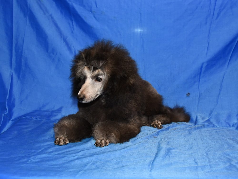 Щенок  пуделя миниатюрный мальчик серебристый Джентли Борн Рондо — фото 4